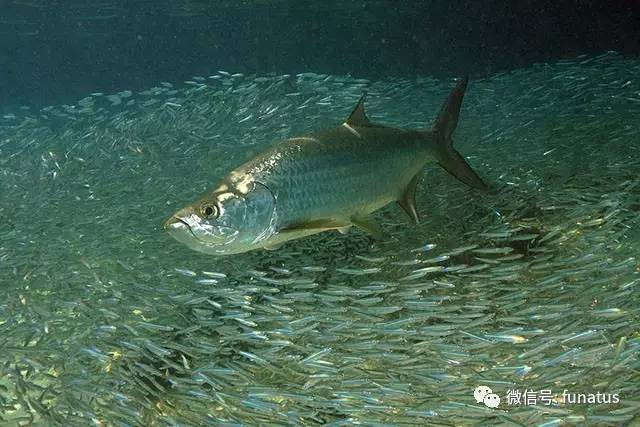 atlantic tarpon/大西洋大海鲢