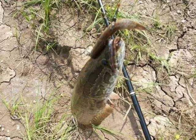 双手握鱼竿,将活泥鳅饵慢慢放在黑鱼做窝的草洞里或是小黑鱼群边.