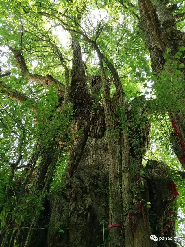 贵州长顺"中华银杏王,4700年古银杏获世博"千年贡献奖 5.