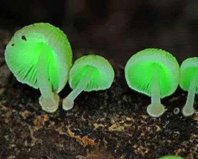 雨后惊喜丨这些长相惊艳的蘑菇,你敢尝尝不?
