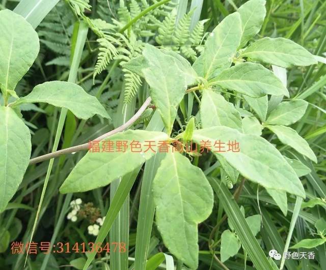 【来源】 为桔梗科植物羊乳的根.7~8月采挖,洗净,鲜用或切片晒干.