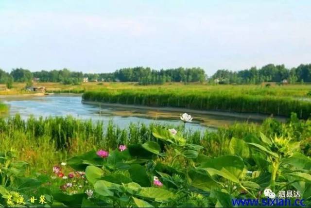 泗县"十里河滩"生态美景!-旅游频道-手机搜狐