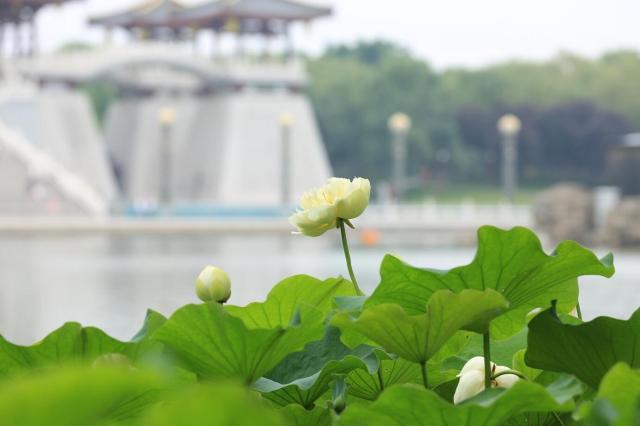 这个夏天西安这些地方凉爽景美 赏荷约起!