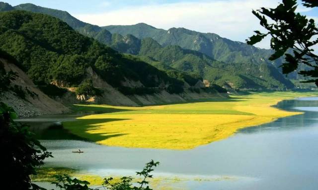 【大美丹东·央视直播宽甸绿江油菜花海 视频美图共分享】-旅游频道