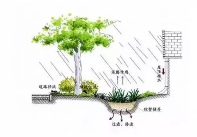 清晰的雨水花园图解