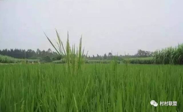 水稻田里杂草稻很多,用可以除掉