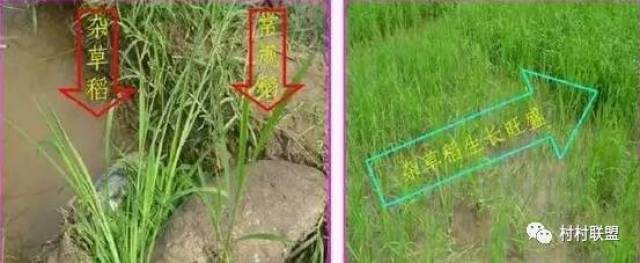 水稻田里杂草稻很多,用可以除掉