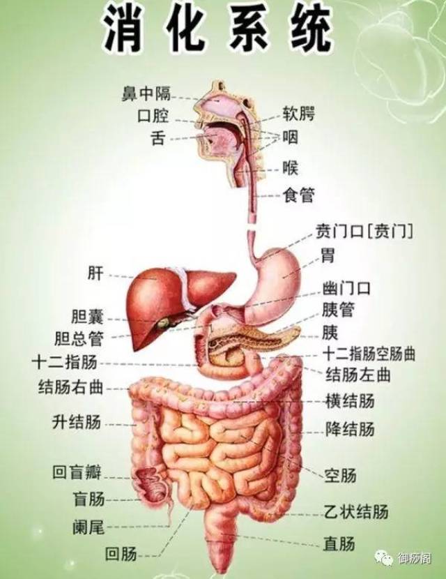 第一:消化系统