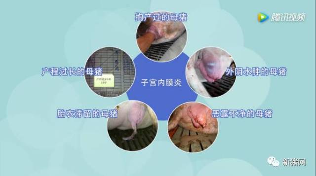 【视频】母猪流脓,断奶后不发情,快看看子宫怎么了