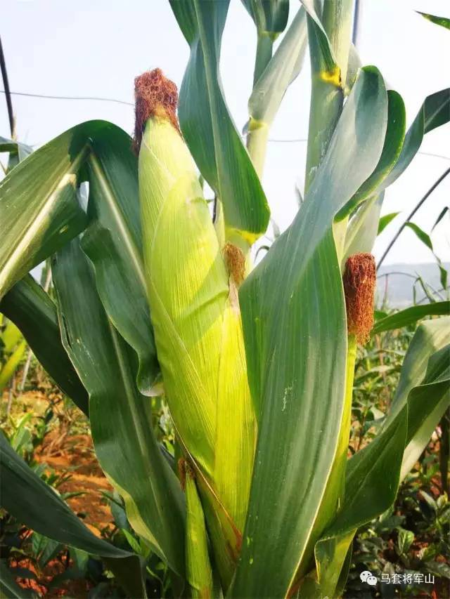 暑假来了,带孩子采茶,掰玉米,摘葫芦,赏葵花,挖野菜去