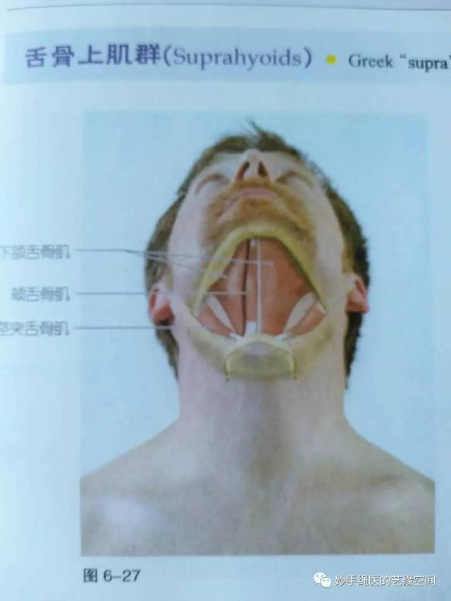 附着点 起点:胸骨柄(胸骨舌骨肌和胸骨甲状肌); 甲状软骨(甲状舌骨肌)