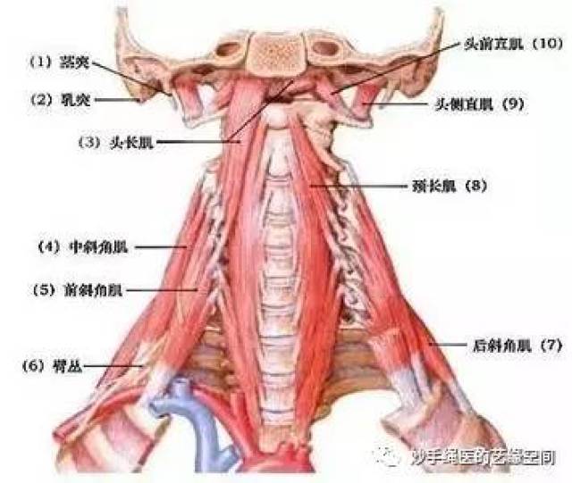 "虚领顶颈"相关肌肉功能解剖(二)与绳行天下深圳站通知