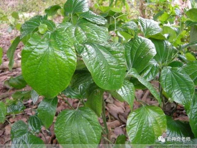 到了清嘉庆年间,荖叶成为樟林特产,出口外洋,樟林老百姓就在荖巷口,建