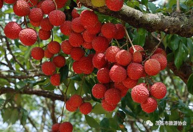 快来为茂名投票加油吧!