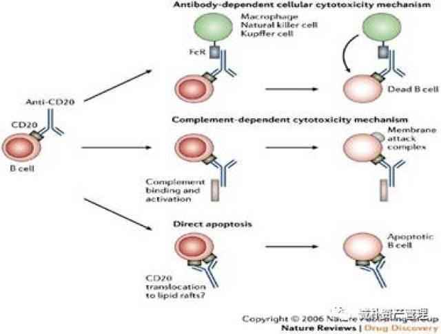 抗cd20单抗:从一代的利妥昔到三代的阿妥珠
