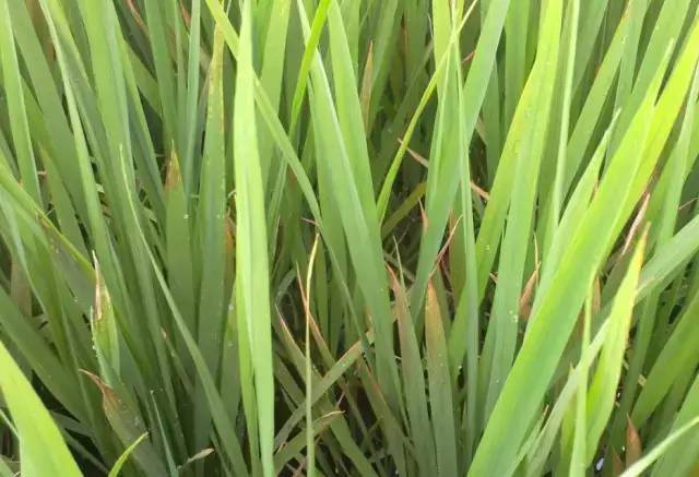 水稻苗床叶稍有锈斑如何处理?