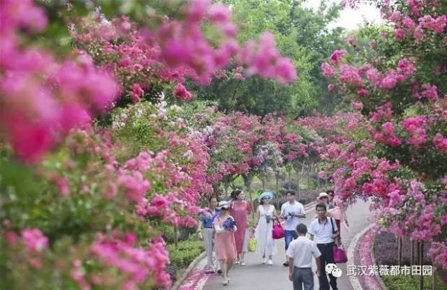 今夏,新洲最靓丽的风景就在这里!