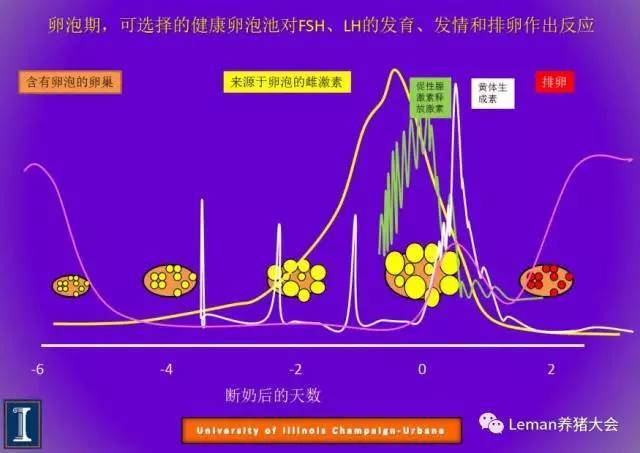 【观点】浅谈母猪发情和排卵的激素控制