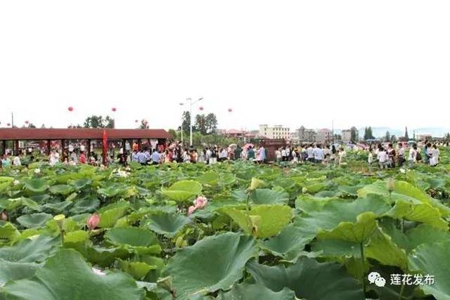 荷花博览园二期建设依托特有自然资源,传承本地的民俗文化与历史文化