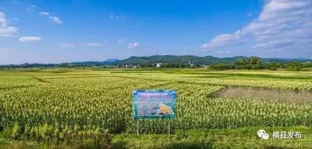 1984年,广西农学院在横县校椅镇培育出广西第一个甜玉米品种"超甜20号图片