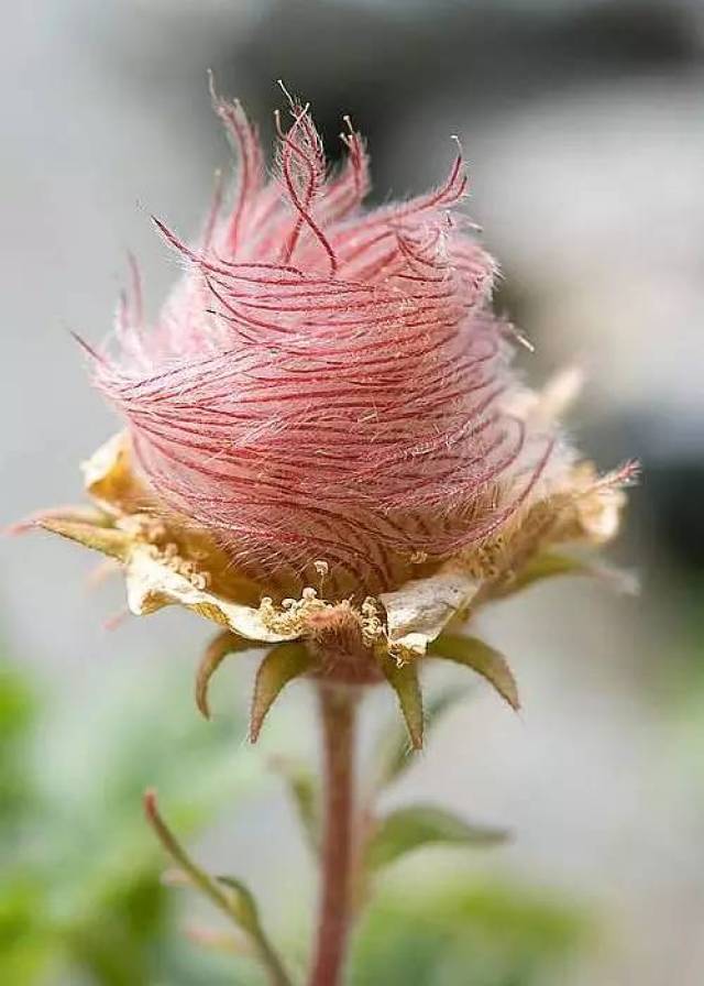 罕见的奇花,开眼!