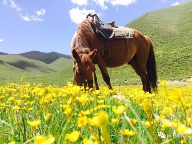 甘南的牦牛,马儿习惯了如此惬意的生活,阳光,草原,鲜花一切都刚刚好.