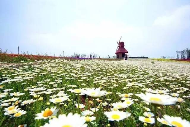 上虞杭州湾花田小镇