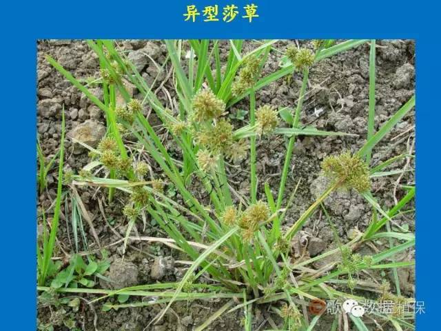 水稻田杂草图谱【建议收藏】