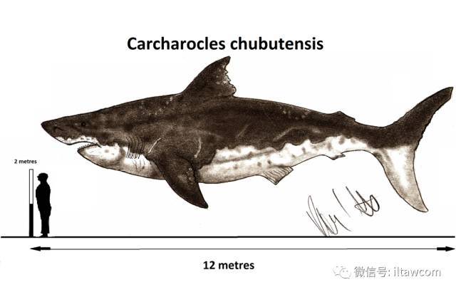 根据巨大的体型和食性来看,很可能会与巨牙鲨和梅尔维尔鲸发生竞争.