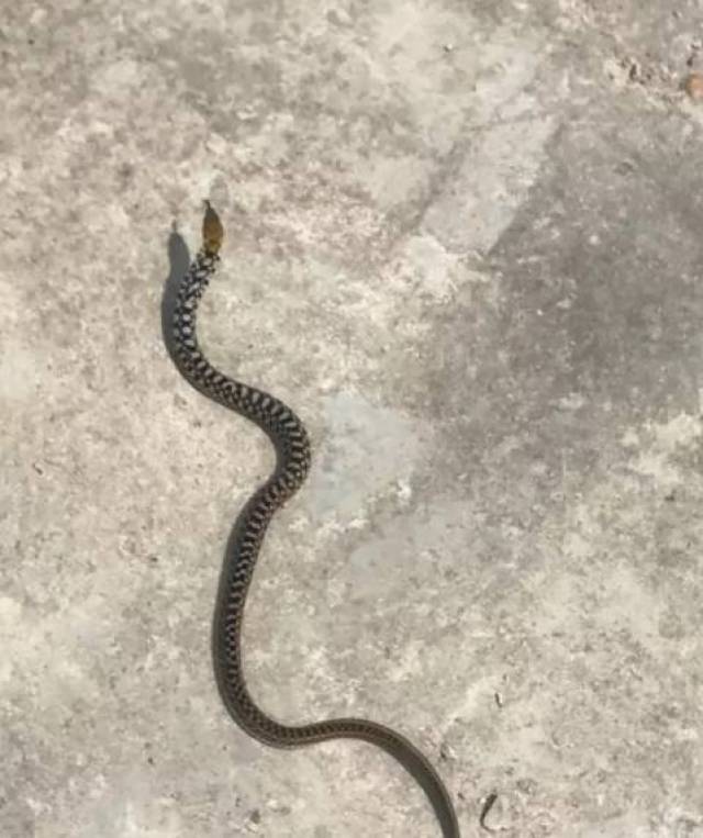 * 爆料:     这小蛇貌似有毒不知道是什么品种 天气炎热,蛇也开始出洞