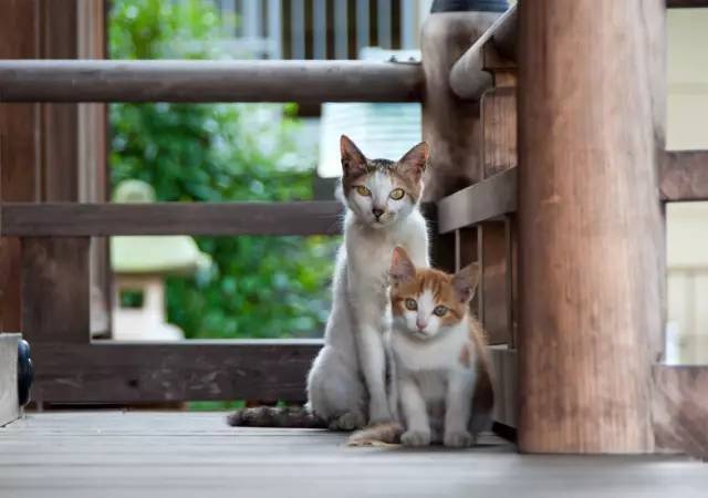 和猫犬一起泡温泉,看暖男大水豚,住猫民宿