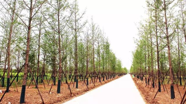 一棵棵银杏树昂首挺胸的列植在道路两侧.