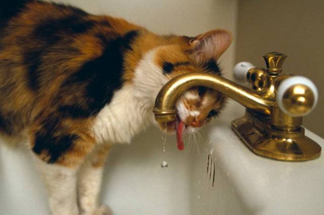 猫咪喝水事小却影响健康,不容忽视!