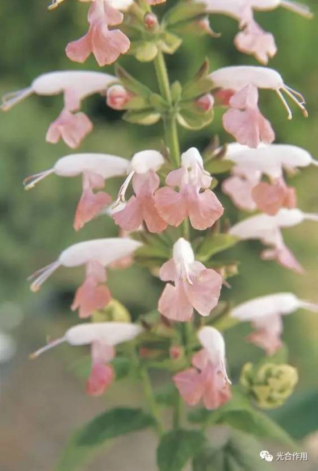 耐热草本 植物如 鼠尾草 这些植物基本上夏