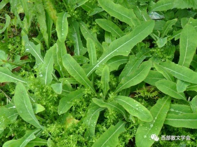 苦菜,异名较多,我们那里也叫甜苣菜,野生续根生物,有极强的生命力