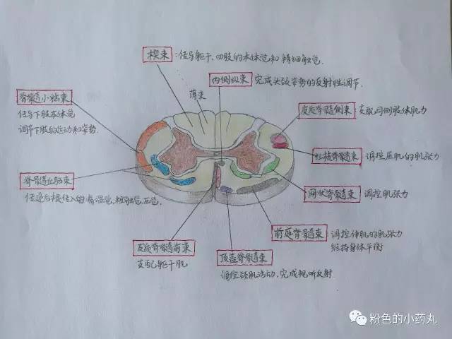 第二,观察横断面上脊髓病变的范围.