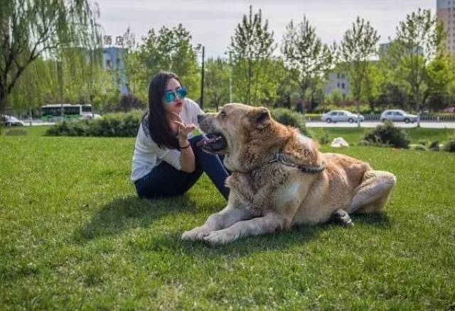 【美女和猛犬】倾国倾城与威武阳刚