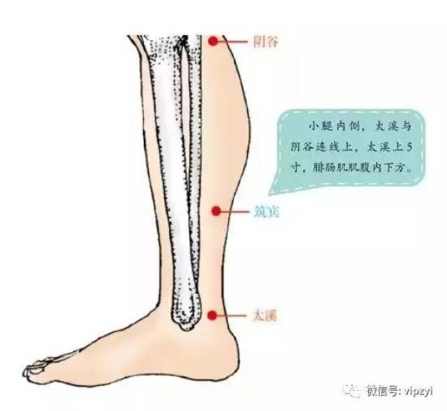 中医认为,人体肾经在小腿内侧有个排除肾毒的反射点.