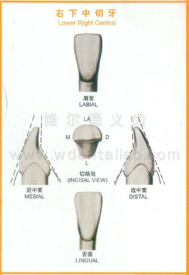 牙齿的解剖形态图大全