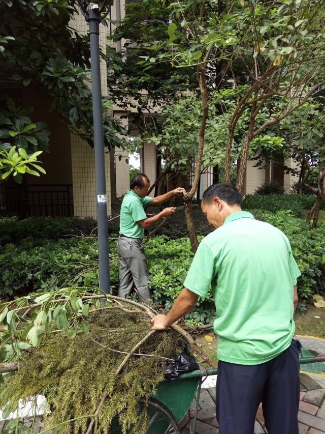 日常绿化养护,清理残枝