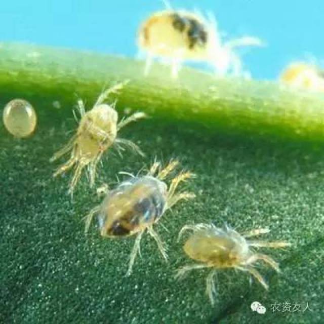 夏季果园白蜘蛛的用药种类及防治方法!