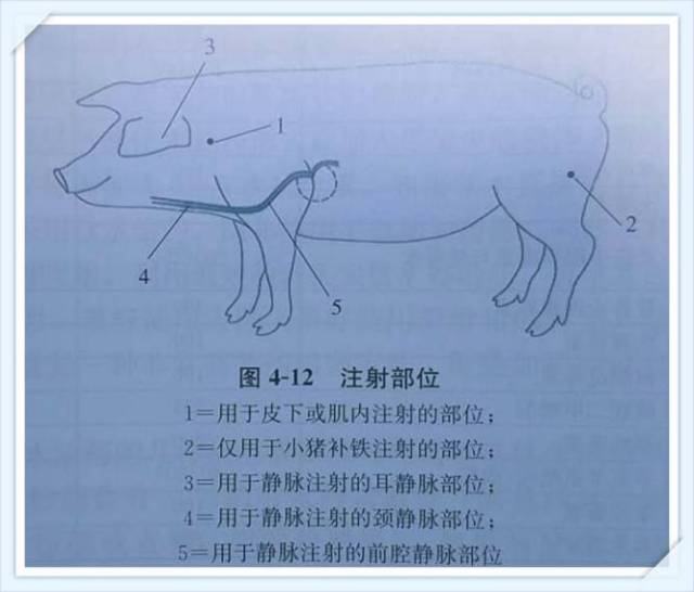 (一),皮下注射:对于小猪,理想的皮下注射位置是大腿内侧皮肤皱褶下