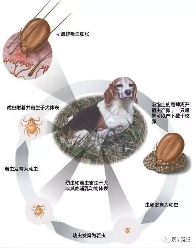 蜱 虫 ◎ 皮肤溃疡:吸附于宠物身上的蜱虫若用力强行移除,由于虫体