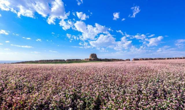 首届"中国·定边红花荞麦节 "活动于2017年8月11日开幕