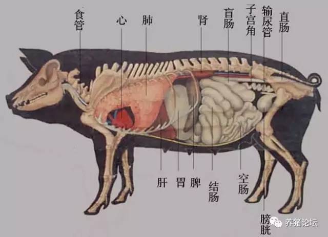                  猪内脏解剖器官