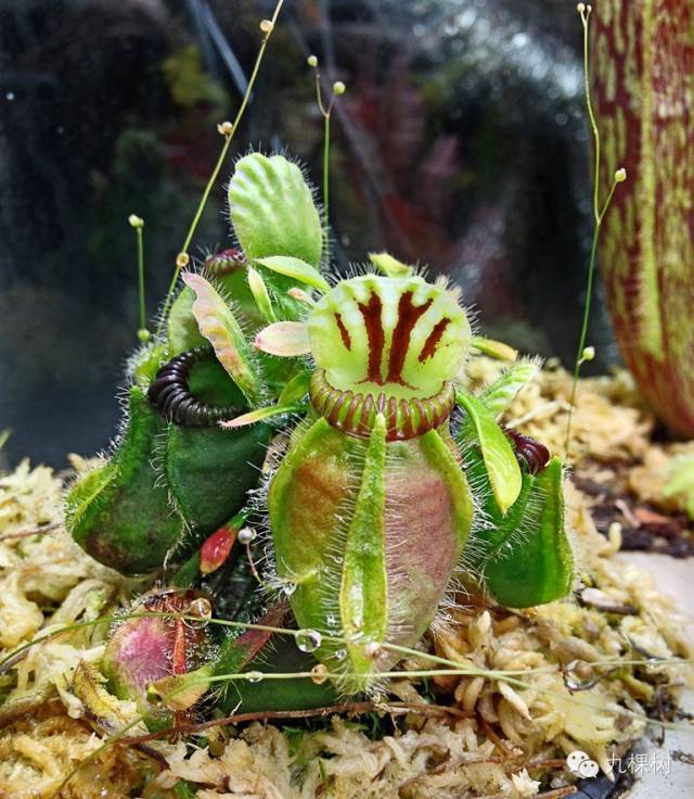 食虫植物也来了.猪笼草(pitcher plant).