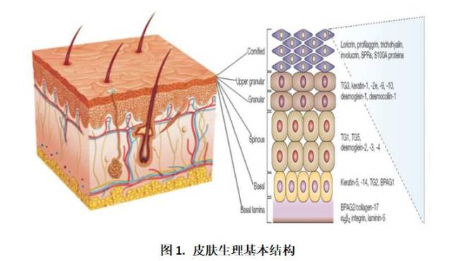 吴黎明 | 皮肤生理学检测与化妆品开发