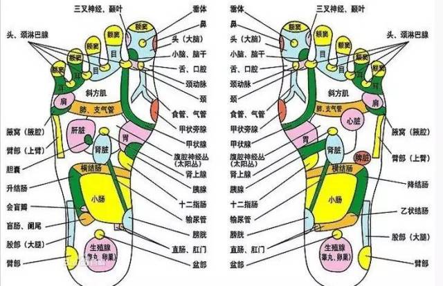 如果能坚持睡前用热水洗脚,能刺激这些穴位,促进气血运行,调节内脏