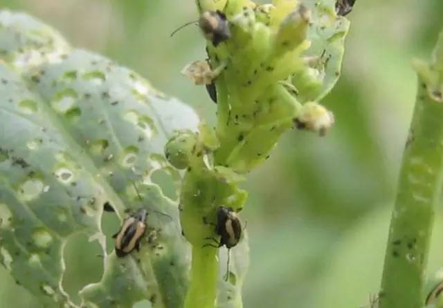 像敌敌畏,敌百虫,辛硫磷,毒死蜱,噻虫嗪,溴氰菊酯等等,都有一定防效