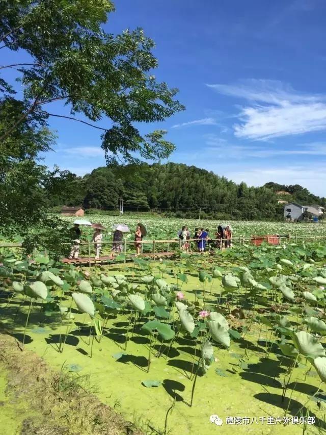 7月16号周日 醴陵袁溪谷溯溪 荷花里赏荷 休闲一日游